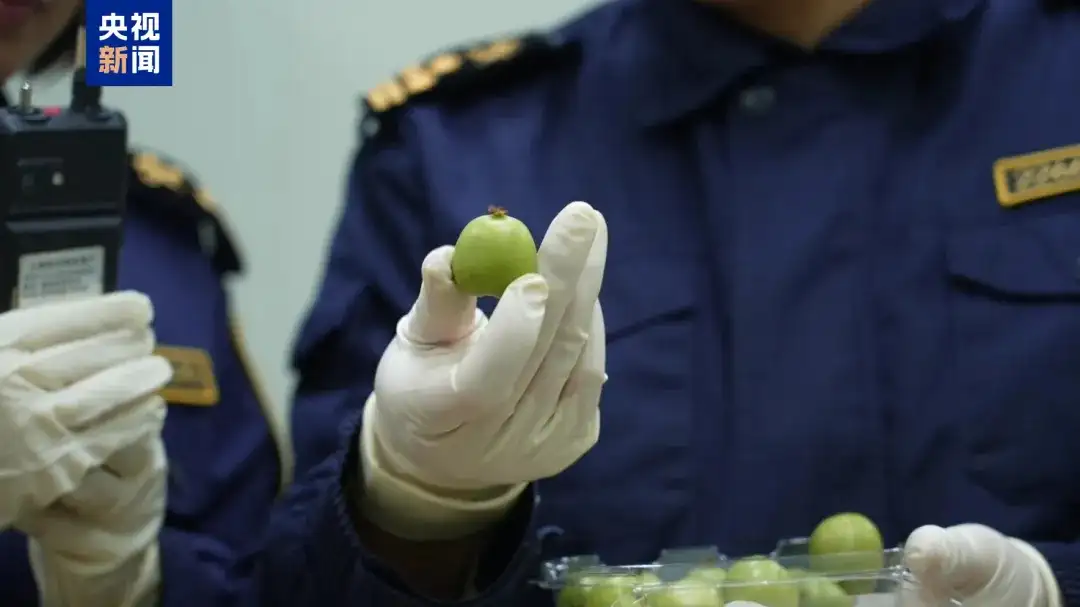 The first batch of New Zealand kiwi berries arrived in Shanghai, with a retail price of 48.5 yuan per box