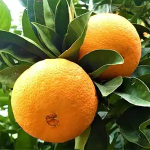 The Fruit and Vegetable Sorting Industry is Accelerating Intelligent Transformation