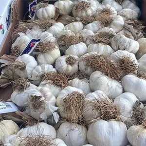 The installation of the Garlic Grading Machine in Argentina has been finished.
