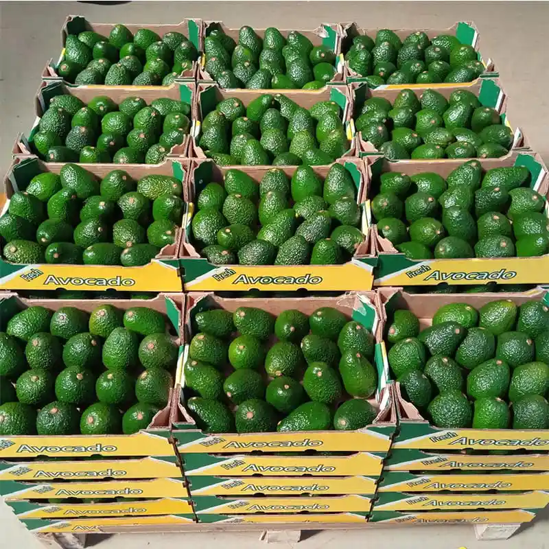 The Kenyan Avocado Expo is about to begin