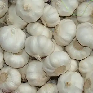 The most popular garlic sorter in Egypt