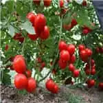 Tomato cleaning and grading machine