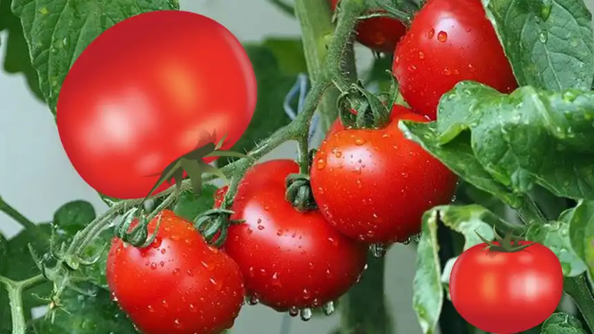 Turkish tomato exports maintain year-on-year growth