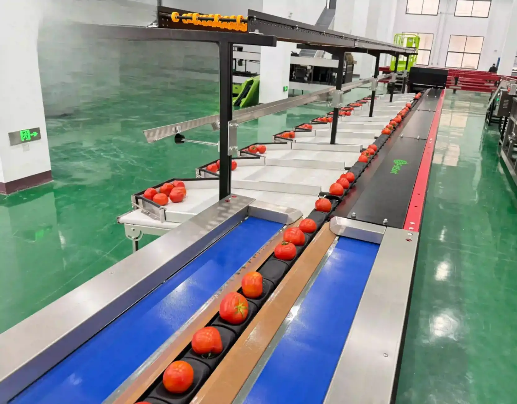 various tomato washing and sorting machines