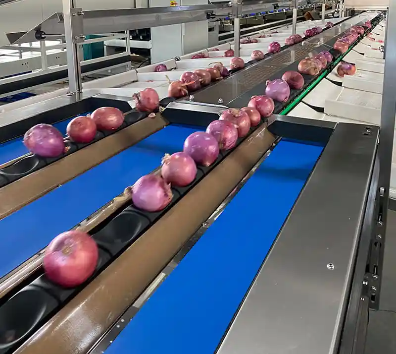 Why Choose Electronic Weight Sorting Machines for Onion Processing