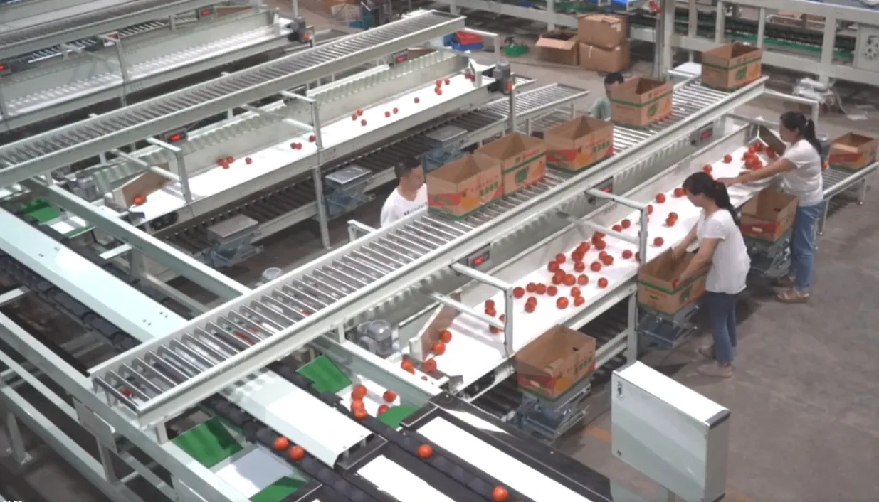 Workers packing graded fruit at packing table β empties from top flow rail, full boxes on middle shelf, soft landing on bottom
