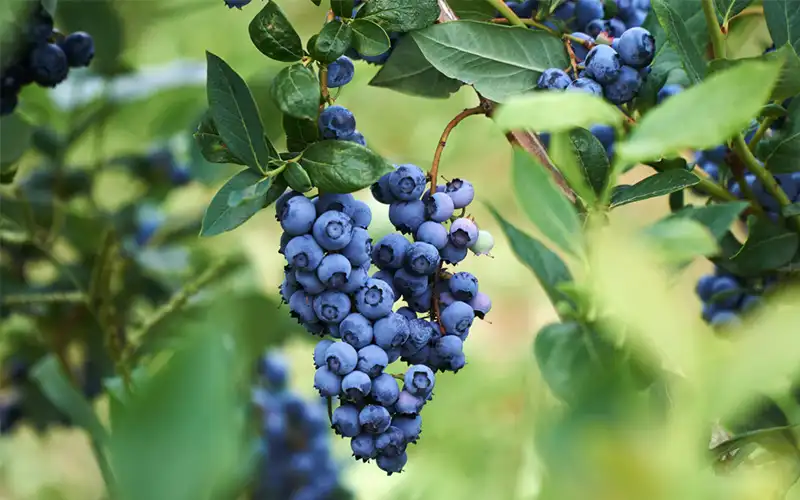 Zimbabwean blueberries target the Chinese market and strive for an export target of 30,000 tons